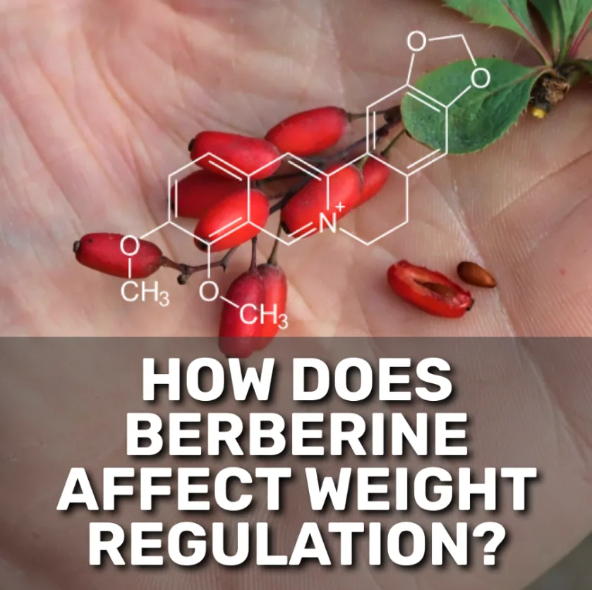 Applying a transdermal berberine patch as part of a morning routine